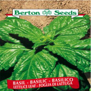 Berton Seeds- Herbes Basilic Foglia di Lattuga