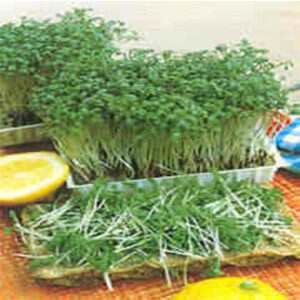 Berton Seeds - Herbes Cresson Alénois