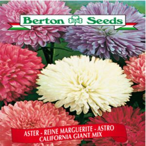 Berton Seeds - Fleurs Reine Marguerite California Giant Mix
