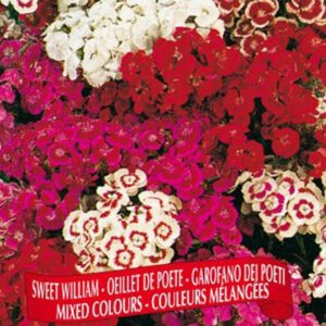Berton Seeds - Fleurs Oeillet de Poete