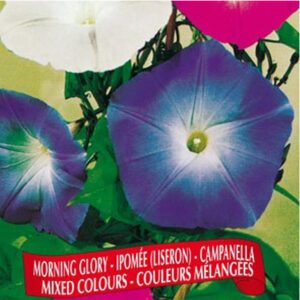 Berton Seeds - Fleurs Ipomée