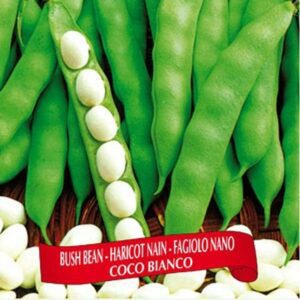 Berton Seeds - Légumes Haricot Nain Coco Bianco