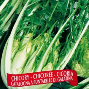 Berton Seeds - Laitue Chicorée A Puntarelle Di Galantina