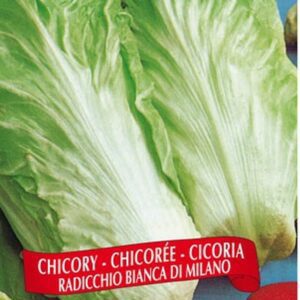 Berton Seeds - Laitue Chicorée di Milano