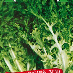 Berton Seeds - Chicorée frisée